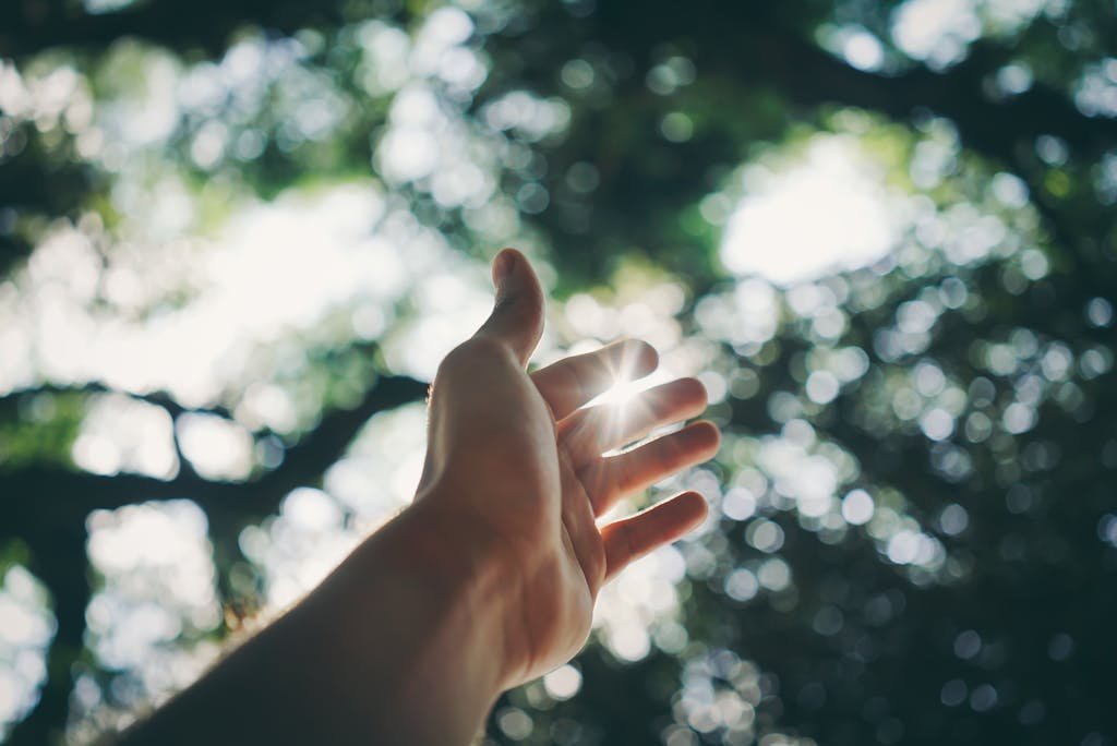 A hand reaching towards the sky, capturing sunlight in a lush forest setting.