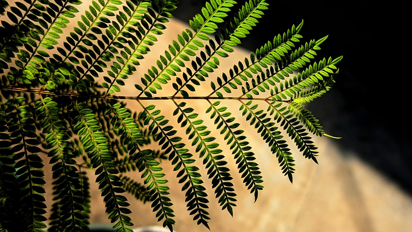 Sunlit closeup of vibrant green fern frond showcasing leaf patterns outdoors.