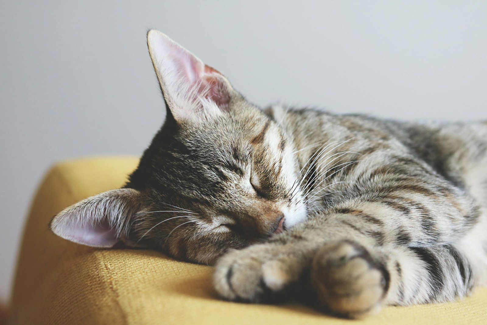 Cozy close-up portrait of a sleeping tabby cat, showcasing its adorable whiskers and soft fur.